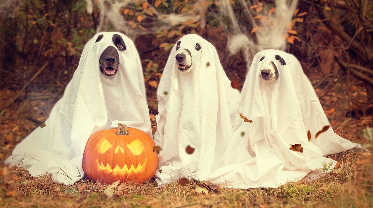Halloween 2023